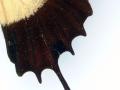 Papilio androgeus laodocus male aberrant detail (Internet Image property of respective owner, non-commercial use only)